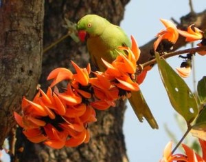 palash flower and parrot