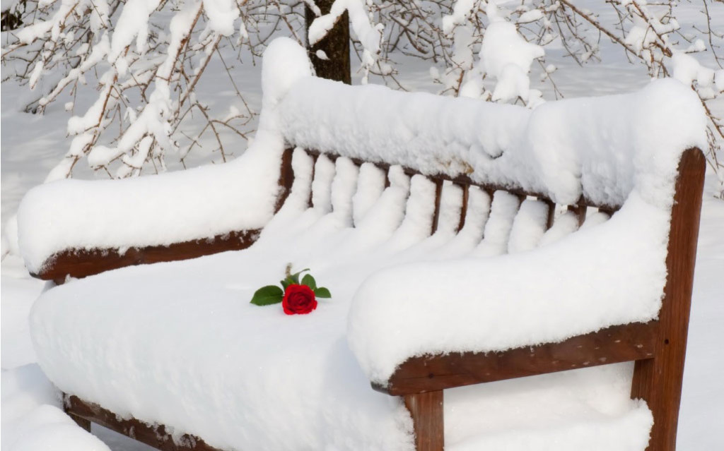rose on Snow chair Valentines day 2020 HD Graphics