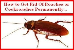 Get Rid of Roaches or Cockroaches Permanently