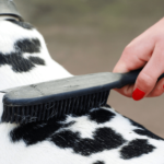 Dog-Grooming-USA